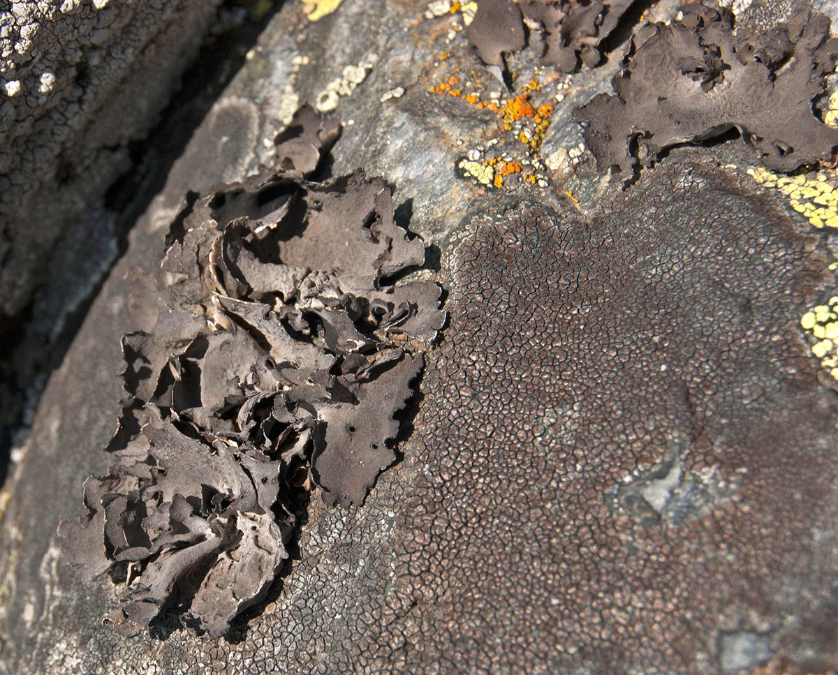 Image of division Ascomycota specimen.