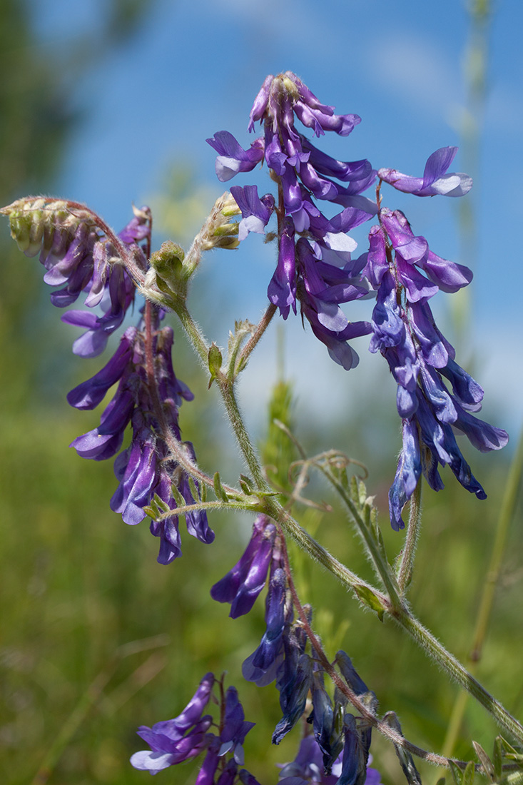 Image of Vicia villosa specimen.
