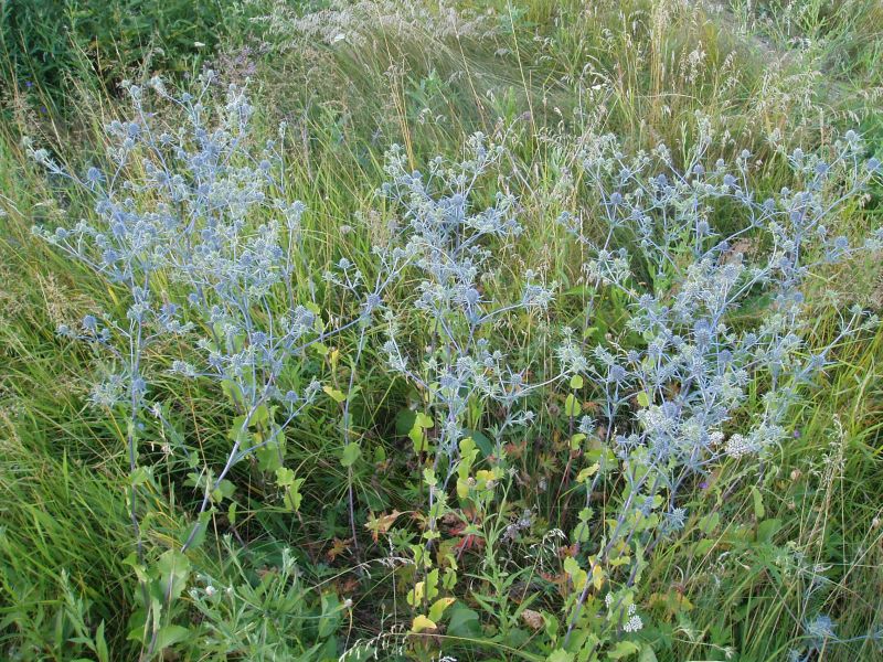 Изображение особи Eryngium planum.