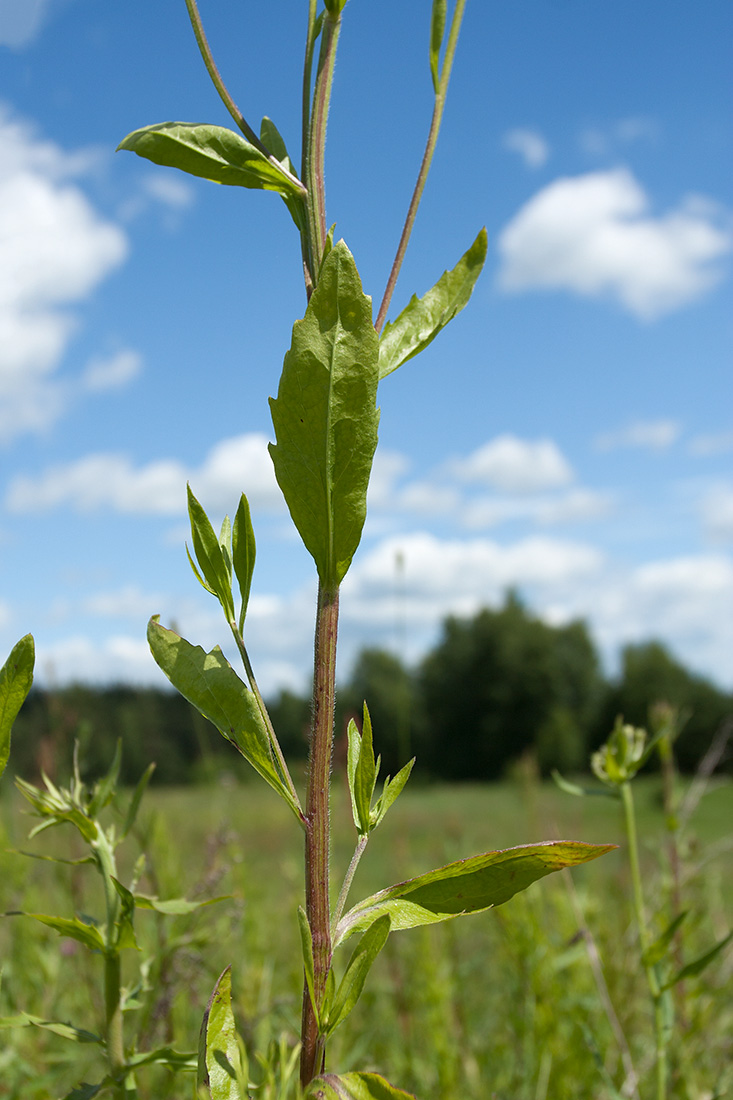 Image of Erigeron annuus specimen.