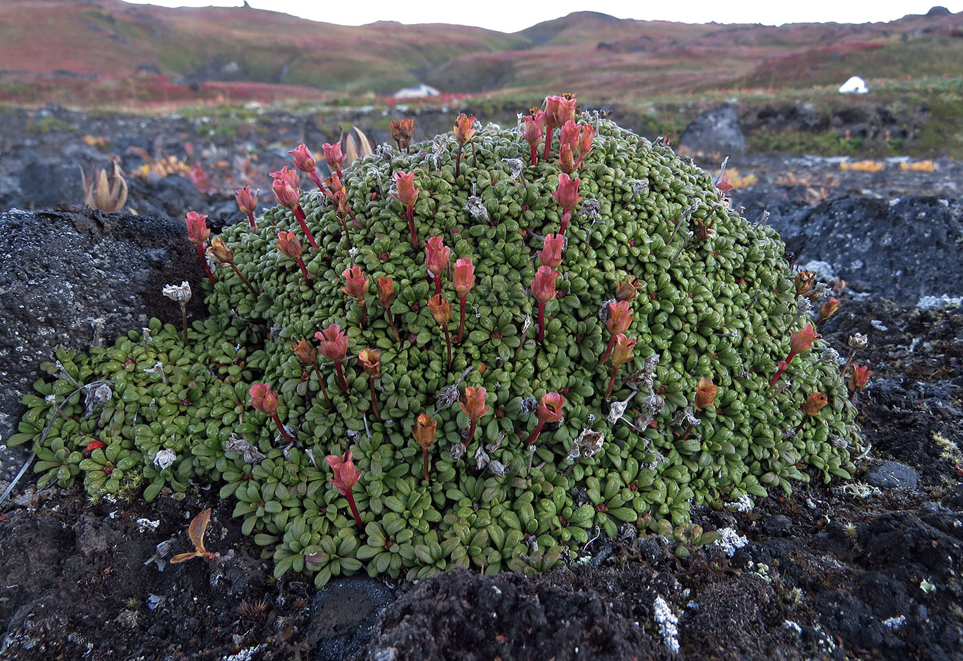 Image of Diapensia obovata specimen.