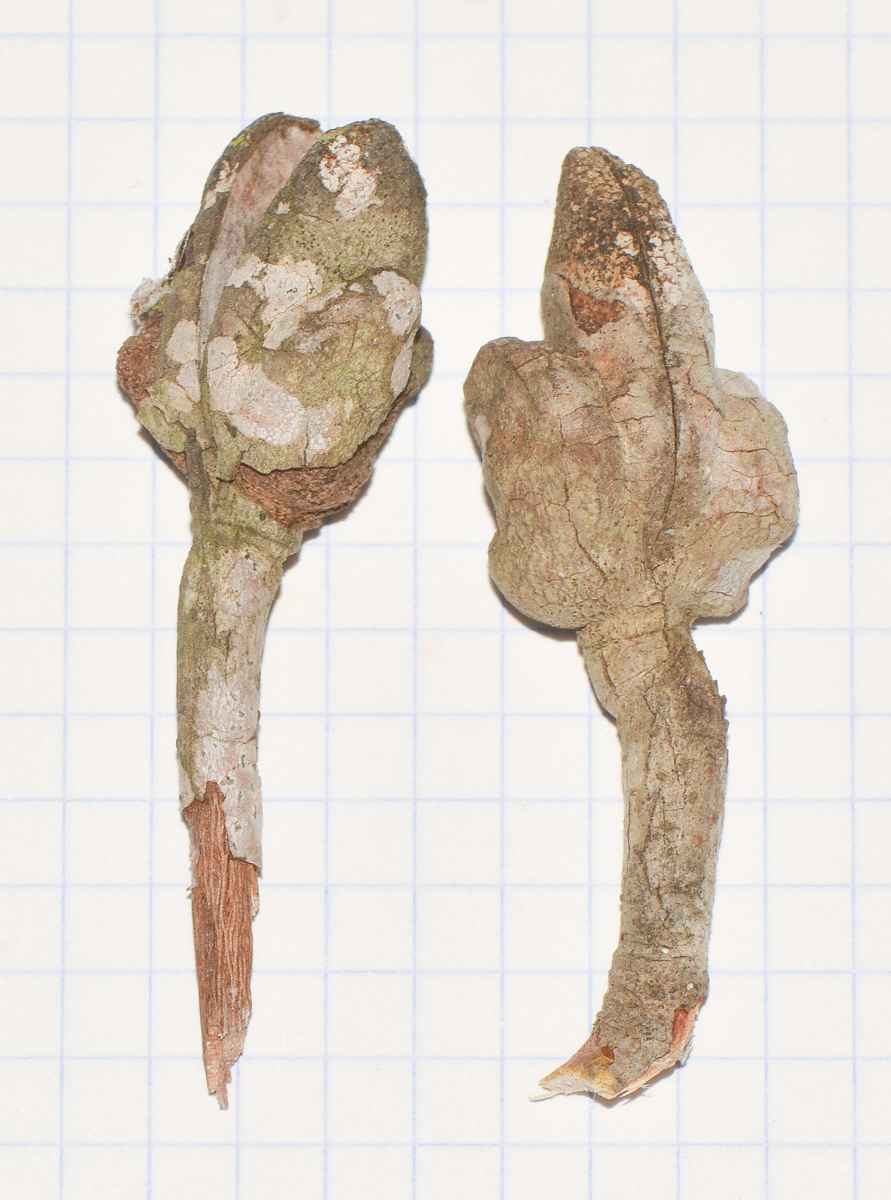 Image of Hakea bucculenta specimen.