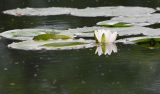 Nymphaea candida