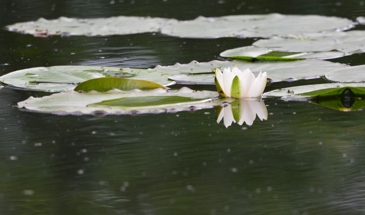 Изображение особи Nymphaea candida.