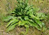 Verbascum lychnitis