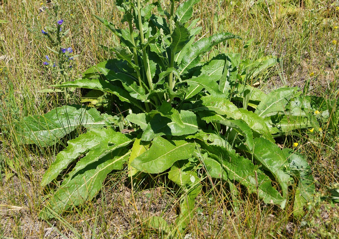 Image of Verbascum lychnitis specimen.