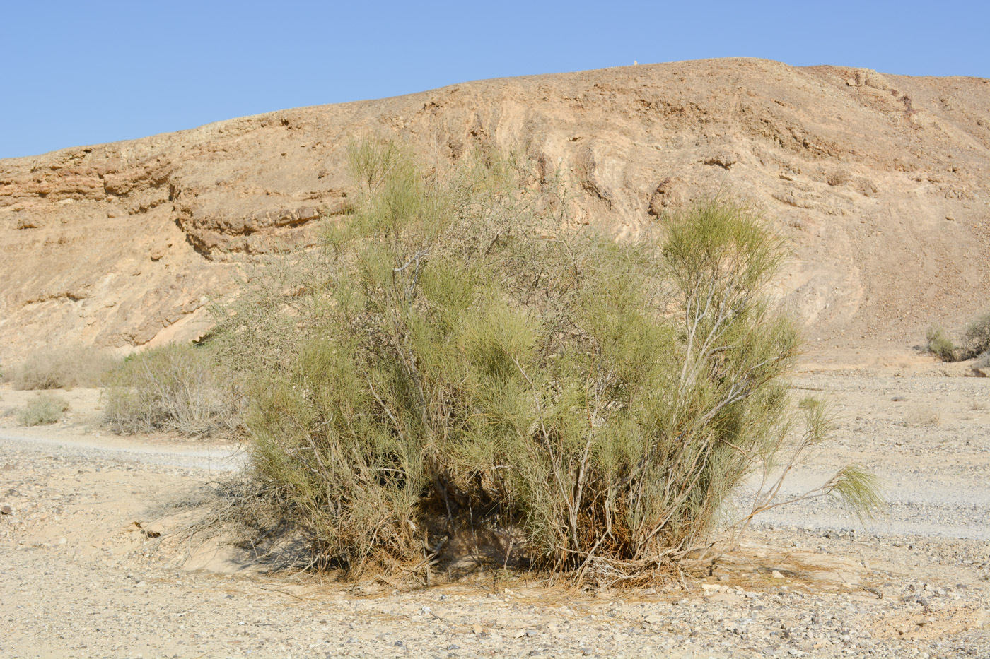 Image of Retama raetam specimen.