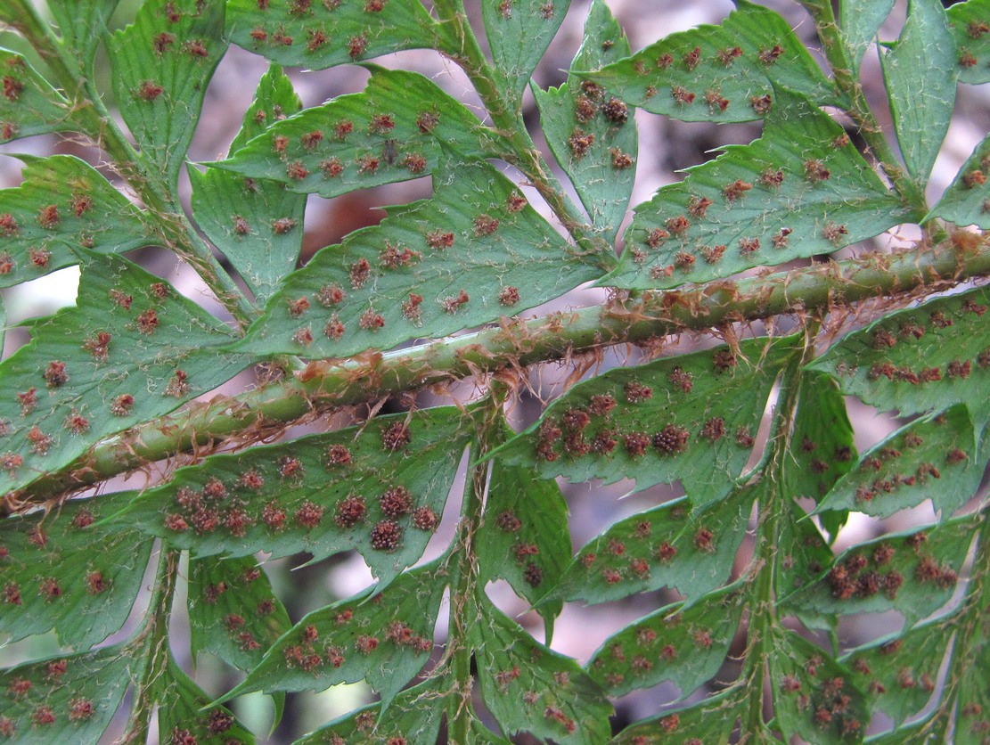 Image of Polystichum aculeatum specimen.