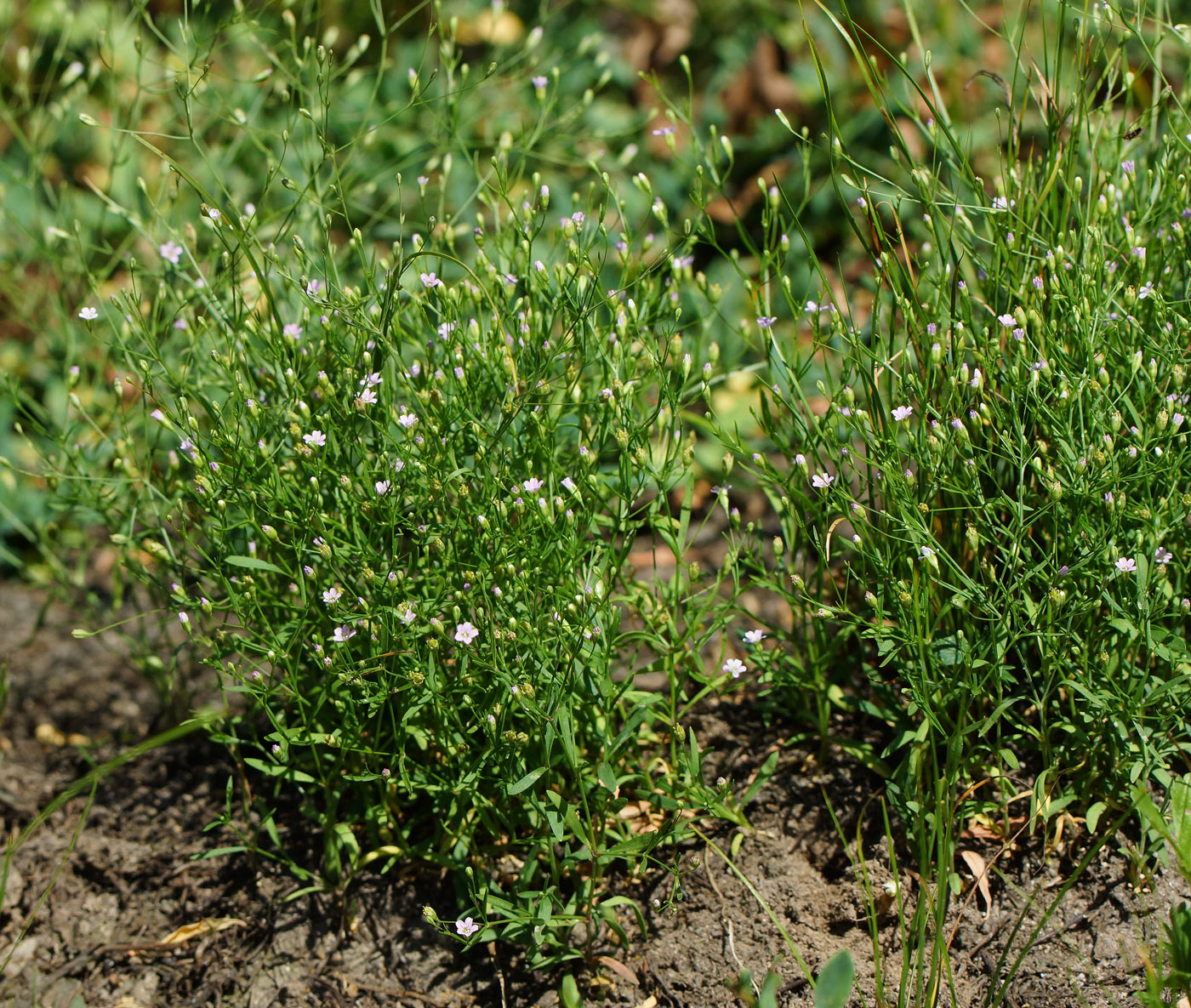 Изображение особи Psammophiliella muralis.