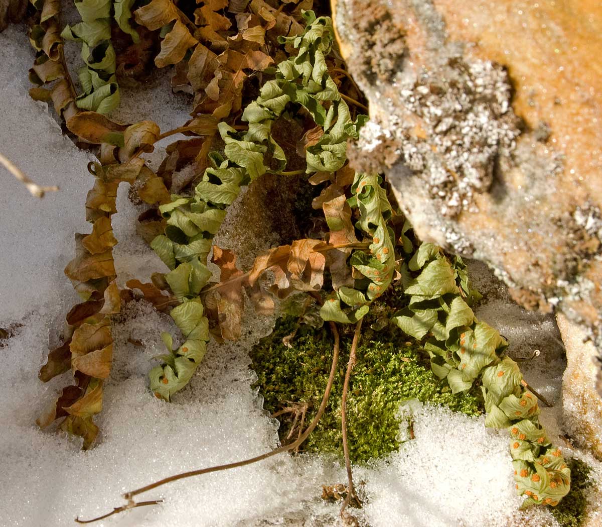 Изображение особи Polypodium vulgare.