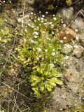 Androsace filiformis
