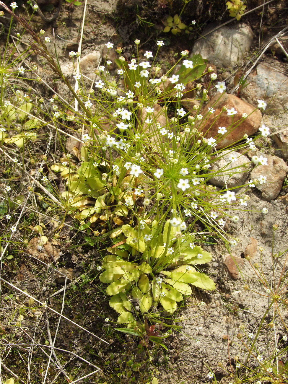 Image of Androsace filiformis specimen.