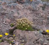 Saxifraga exarata. Цветущее растение в окружении Potentilla (жёлтые цветы). Кабардино-Балкария, южный склон Эльбруса, ок. 2650 м н.у.м., склон над ведущей к Терскольской обсерватории дорогой, старая лава. 11.06.2008.