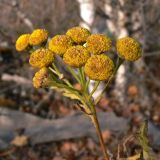 Tanacetum vulgare. Соцветия. Свердловская обл., окр. г. Североуральск, поляна, обочина дороги (р-н скал Грюнвальда). 15.10.2017.