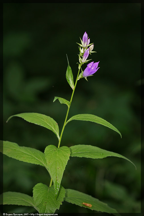 Image of Campanula latifolia specimen.