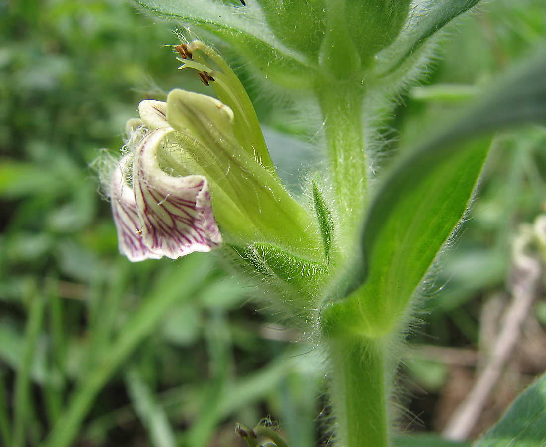 Image of Ajuga laxmannii specimen.