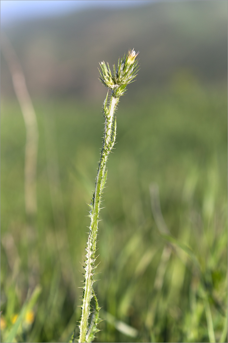 Изображение особи Carduus arabicus.