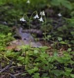 Linnaea borealis. Цветущее растение. Пермский край, г. Пермь, Кировский р-н, сосновый бор. 16.07.2017.