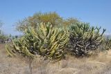 Myrtillocactus geometrizans