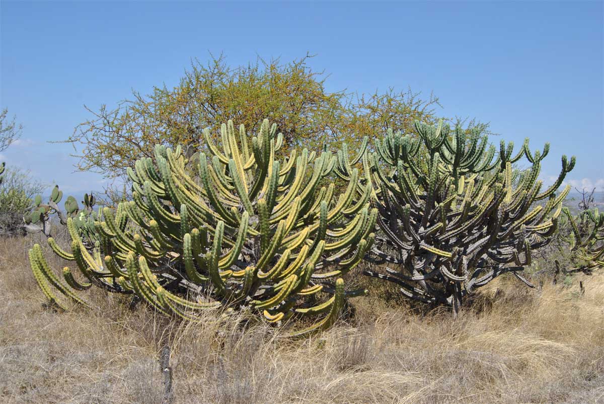 Изображение особи Myrtillocactus geometrizans.