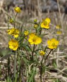 Ranunculus monophyllus