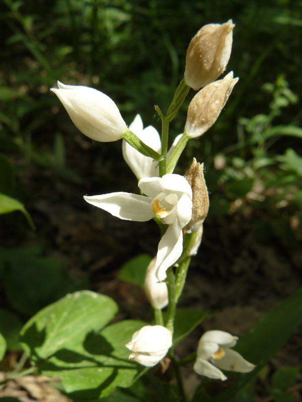 Image of Cephalanthera longifolia specimen.