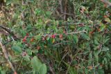 genus Cotoneaster. Ветвь с плодами. Восточный Казахстан, г. Усть-Каменогорск, восточные окр., Лесхоз, каменистый склон сопки. 30.07.2017.