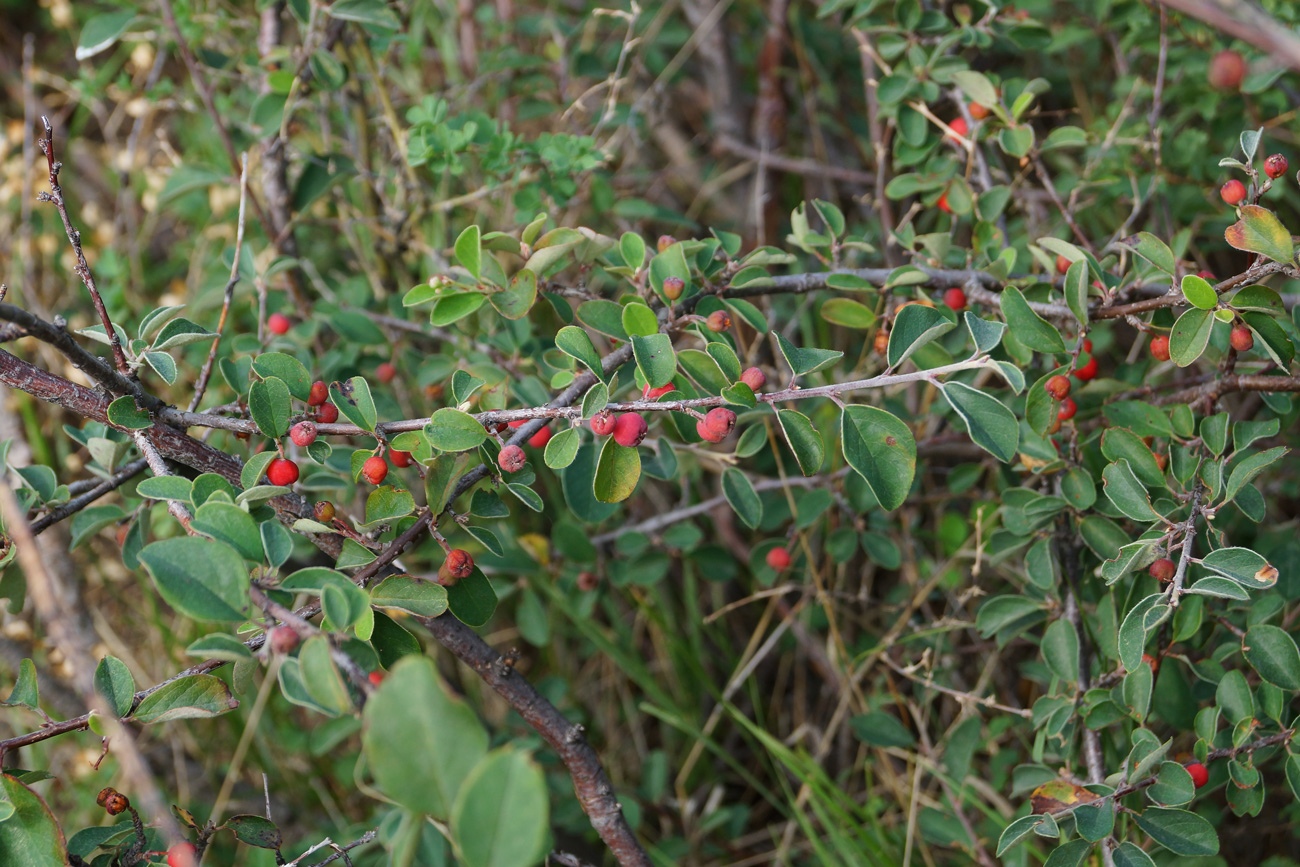 Изображение особи род Cotoneaster.