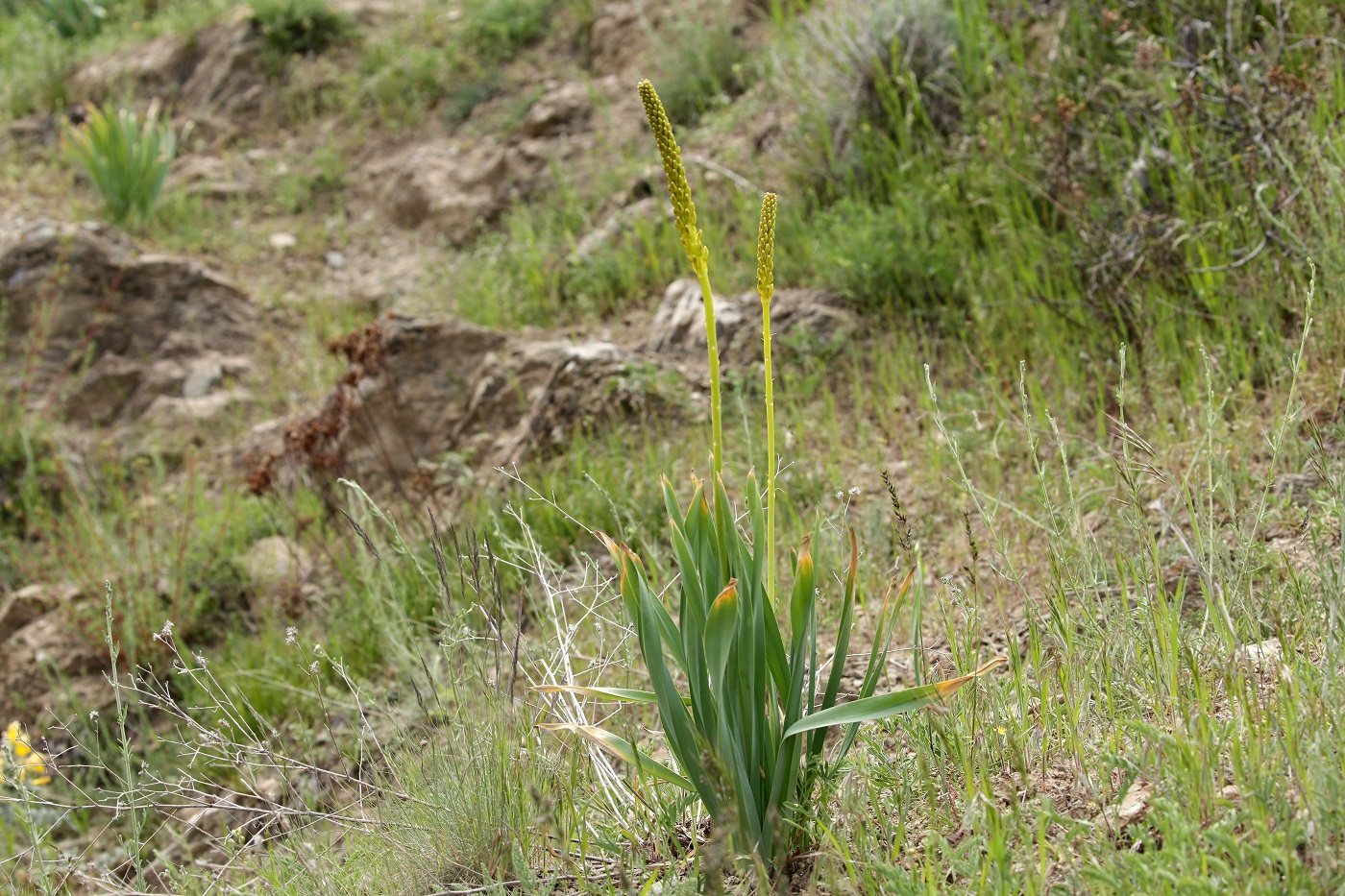 Изображение особи Eremurus fuscus.