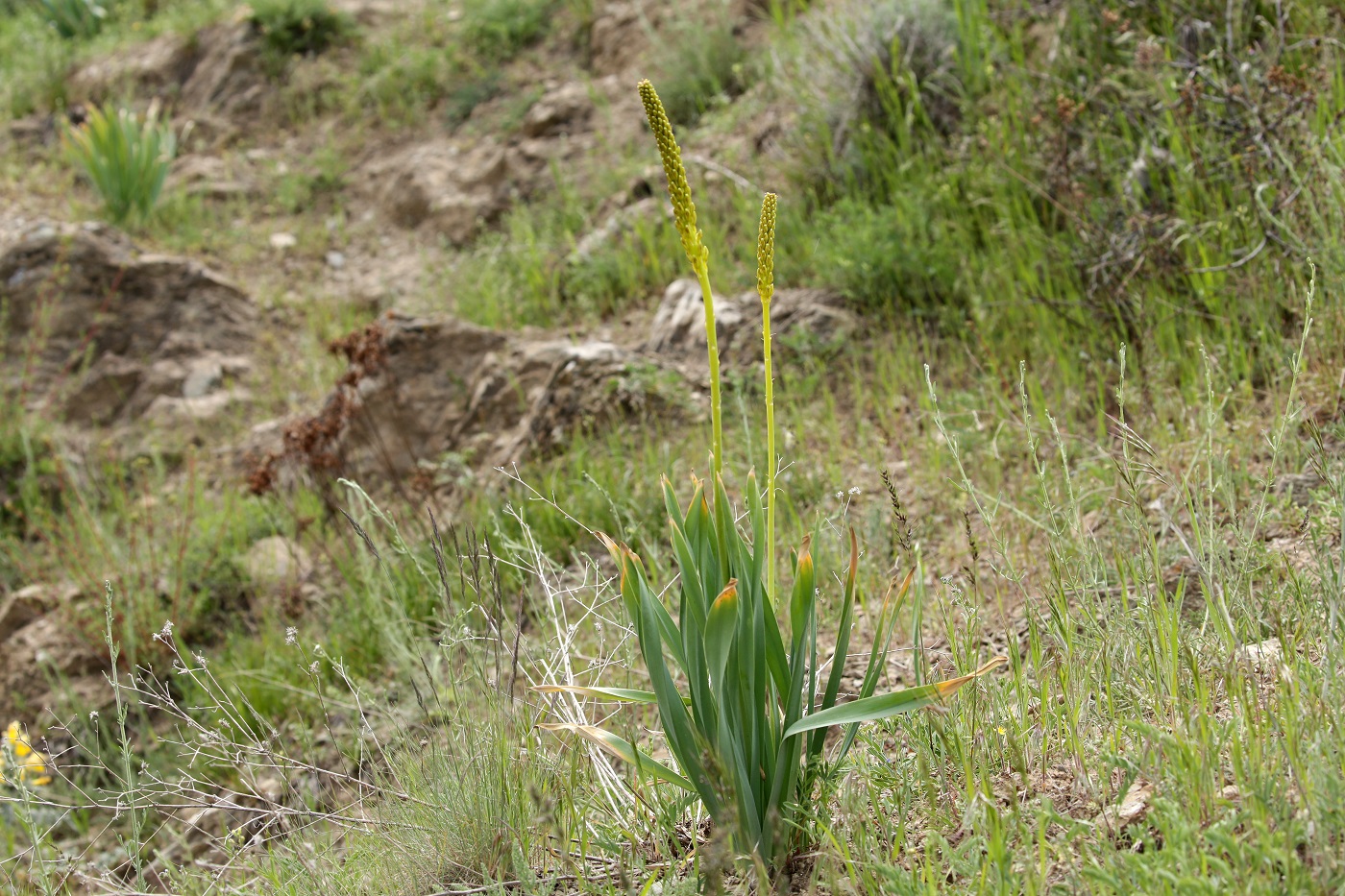 Изображение особи Eremurus fuscus.