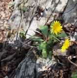 Taraxacum thracicum