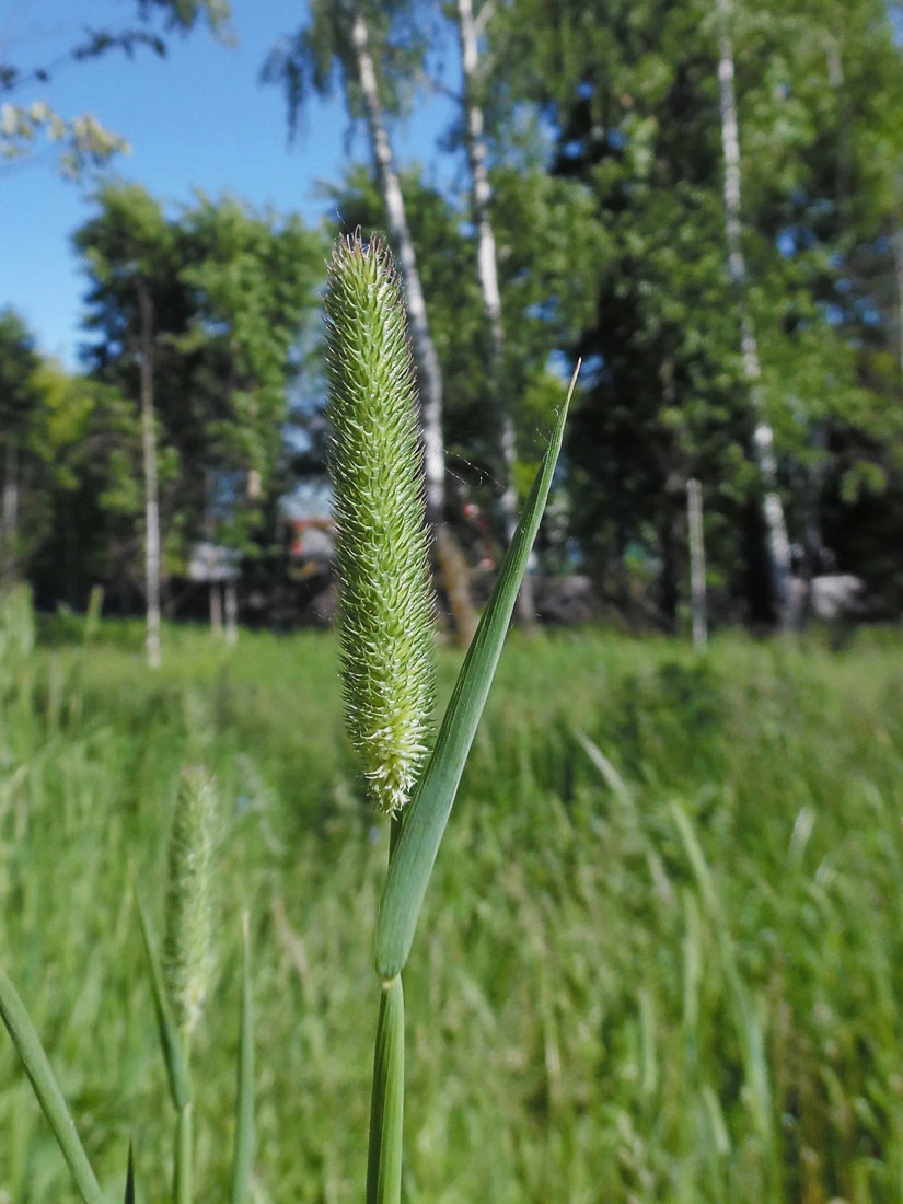 Phleum pratense - Image of an specimen - Plantarium