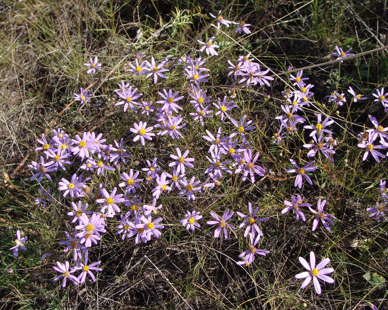 Image of Galatella angustissima specimen.