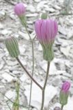 Lagoseris purpurea