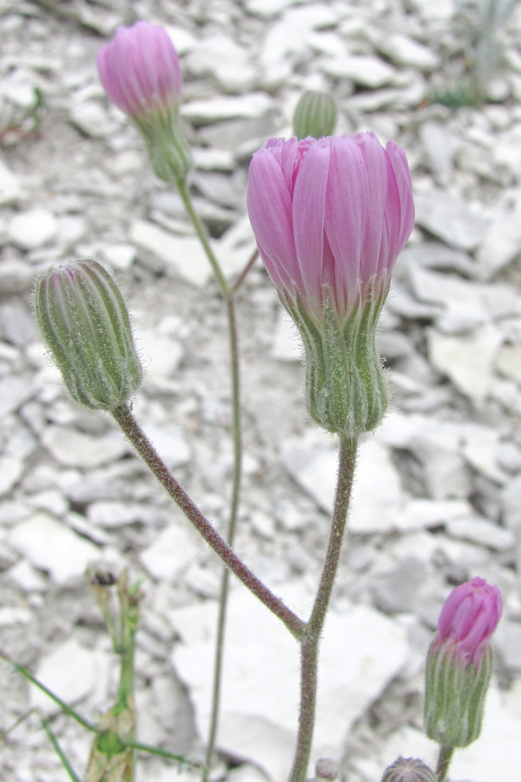 Image of Lagoseris purpurea specimen.