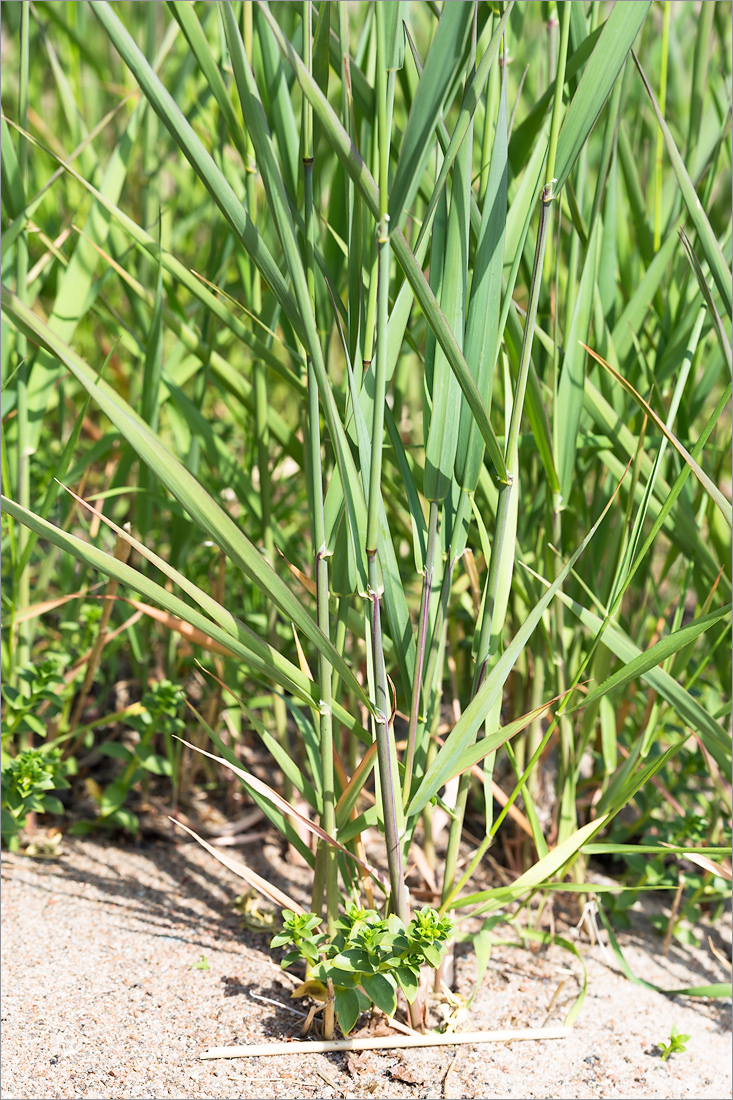 Image of Phalaroides arundinacea specimen.