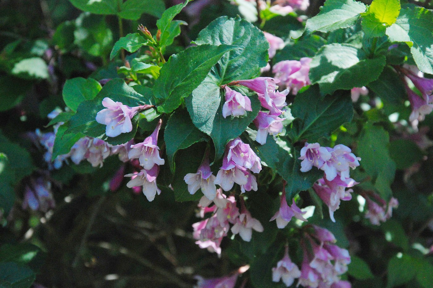 Изображение особи род Weigela.