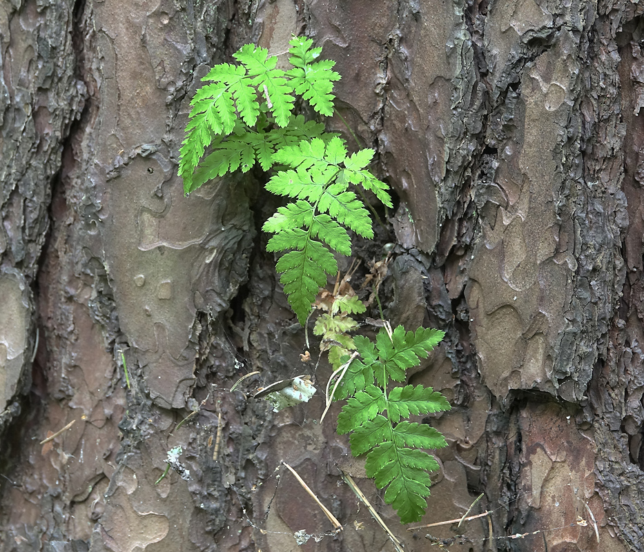 Image of Dryopteris carthusiana specimen.