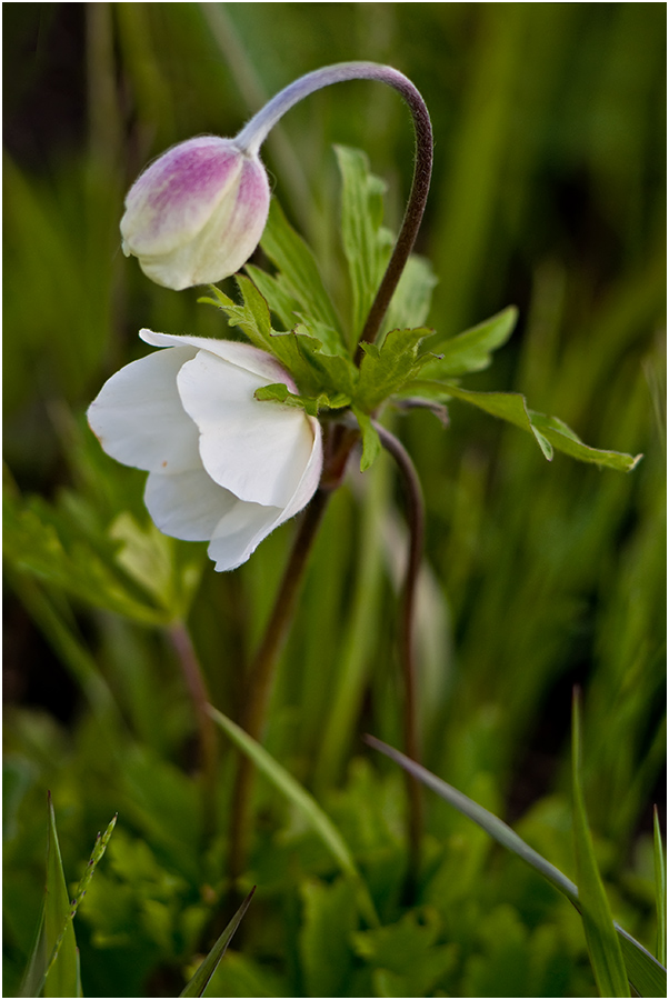 Image of Anemone sylvestris specimen.