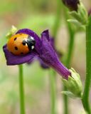 Dodartia orientalis. Цветок с сидящей божьей коровкой. Узбекистан, Кашкадарьинская обл., склон при спуске с Китабского перевала. 30.04.2018.