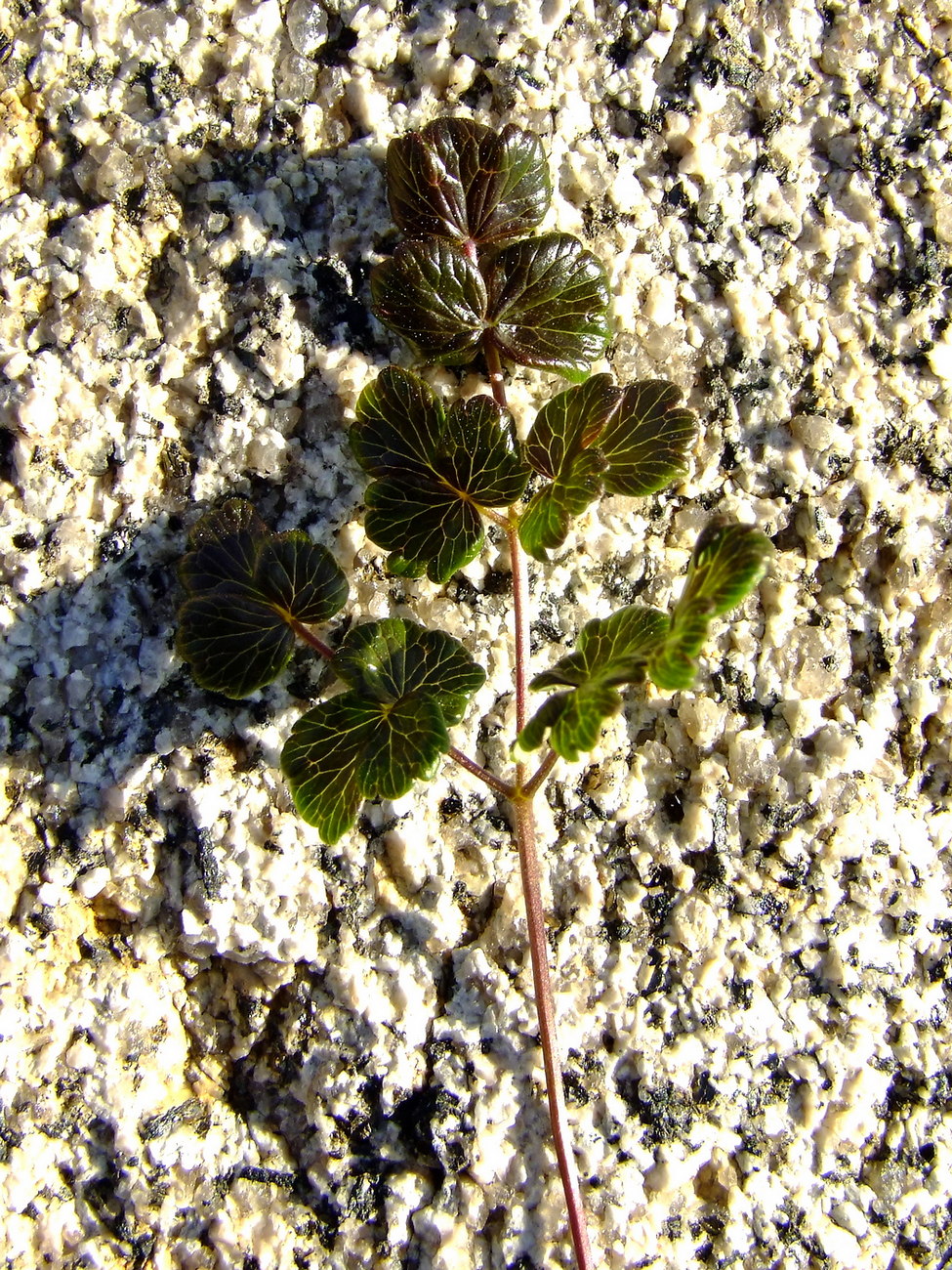 Image of Thalictrum alpinum specimen.