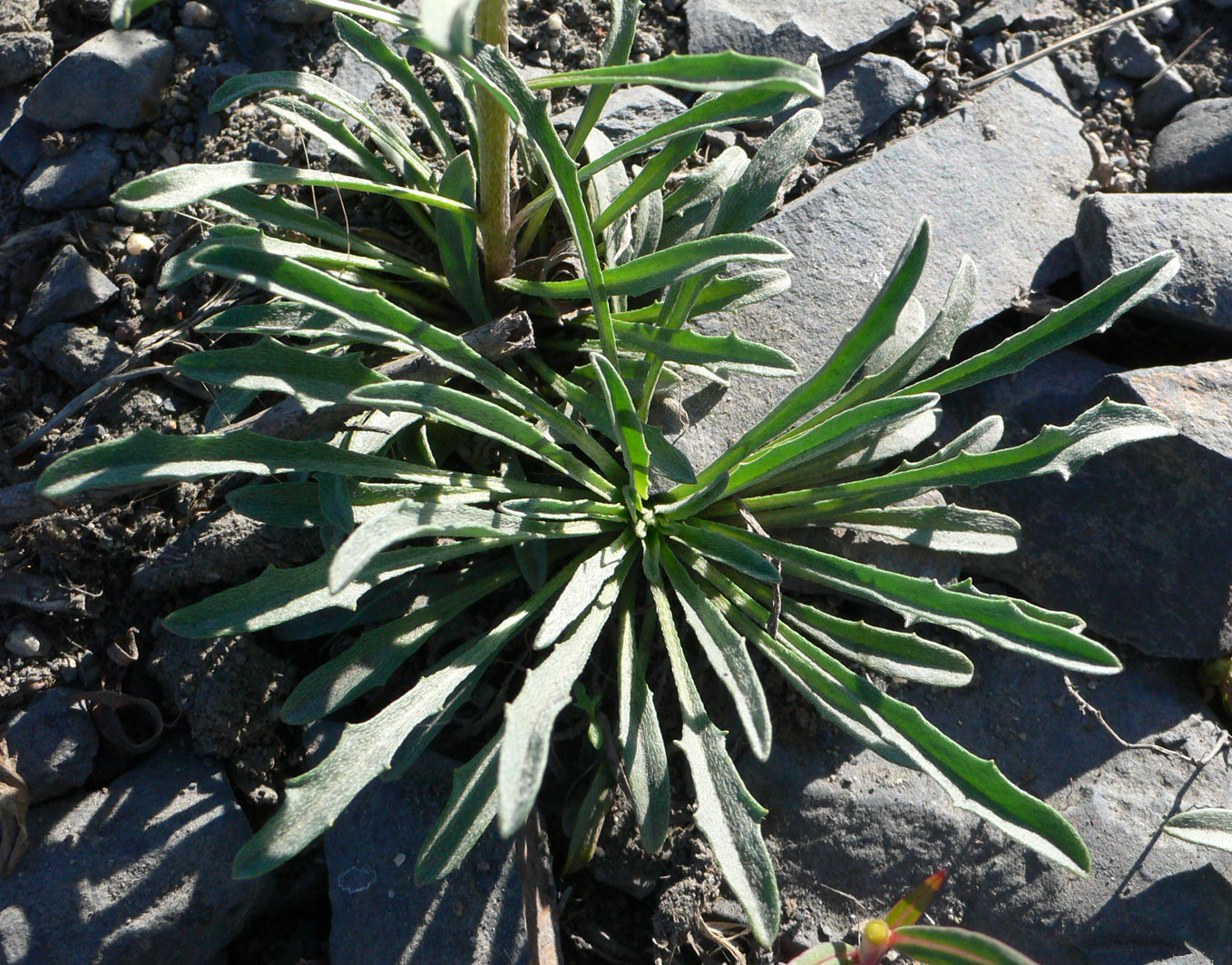 Изображение особи Erysimum pallasii.