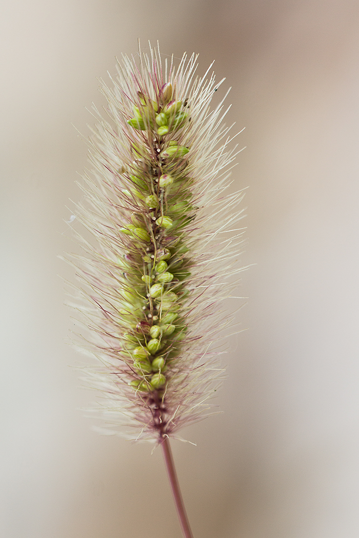 Image of Setaria viridis specimen.