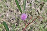 Mimosa pudica