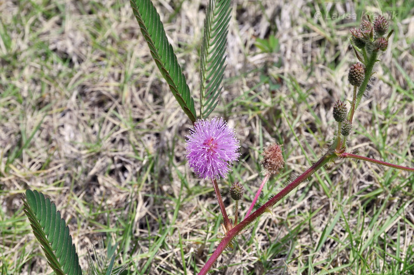 Image of Mimosa pudica specimen.