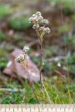 Antennaria dioica. Верхушка цветущего растения. Кольский п-ов, Терский берег Белого моря, олуговелая воронично-кустарничковая тундра. 23.07.2018.