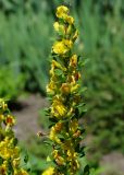 Chamaecytisus ruthenicus. Верхушка цветущего побега. Восточный Казахстан, г. Усть-Каменогорск, парк Жастар, в культуре. 04.06.2018.