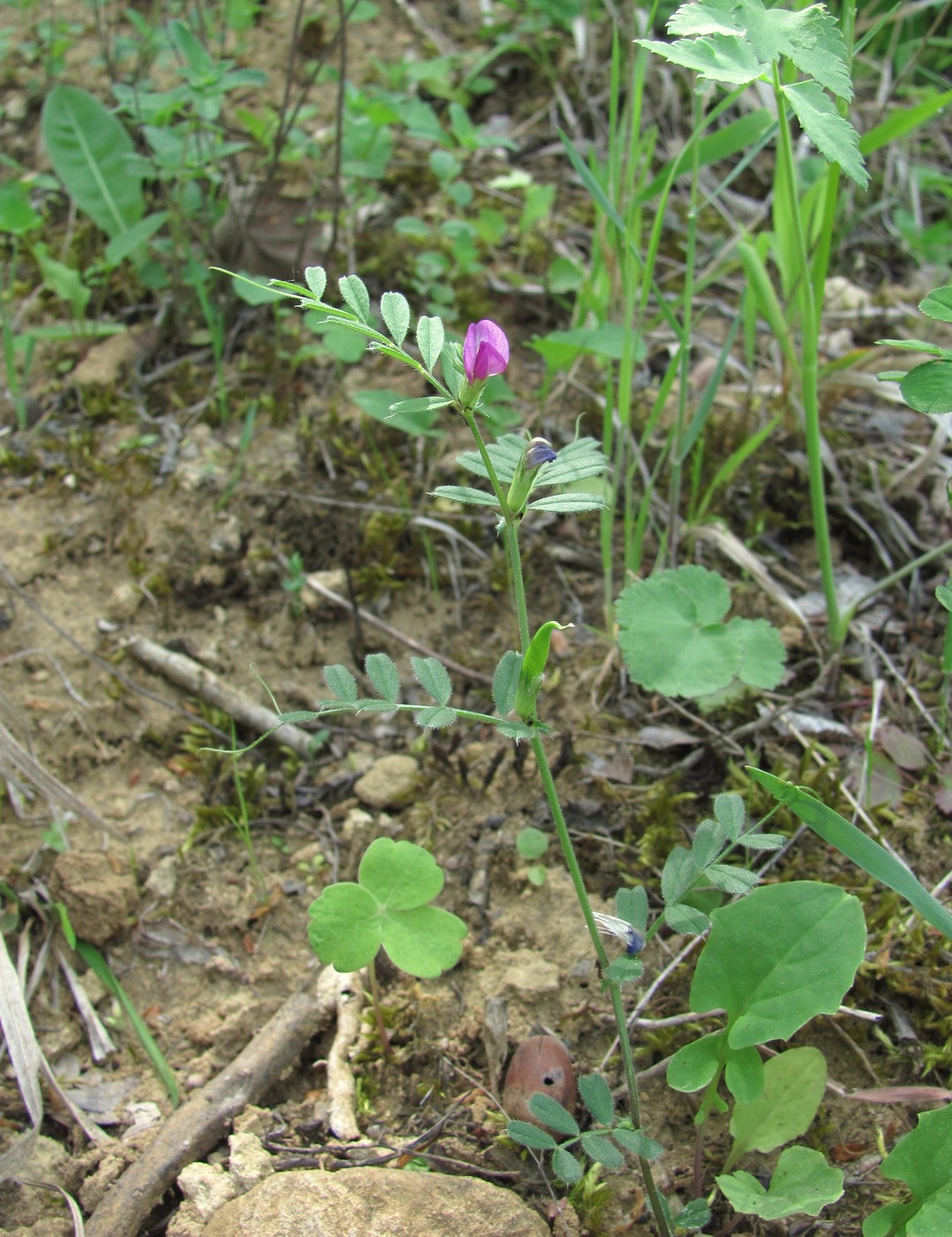 Изображение особи Vicia cordata.