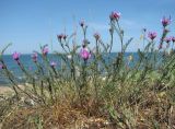 Astragalus