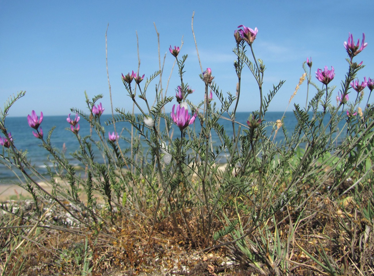 Изображение особи род Astragalus.